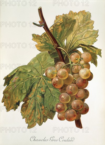 Ampelography, grape variety, oenology, viticulture, grape, grapevine, Chasselas Gros Coulard grape,