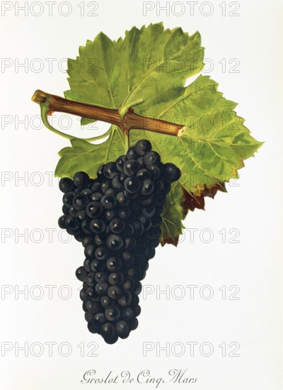 Ampelography, Grape variety, Oenology, Viticulture, Grape, Grapevine, Groslot de Cinq Mars grape,