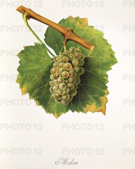 Ampelography, Grape variety, Oenology, Viticulture, Grape, Grapevine, Melon grape, digitally