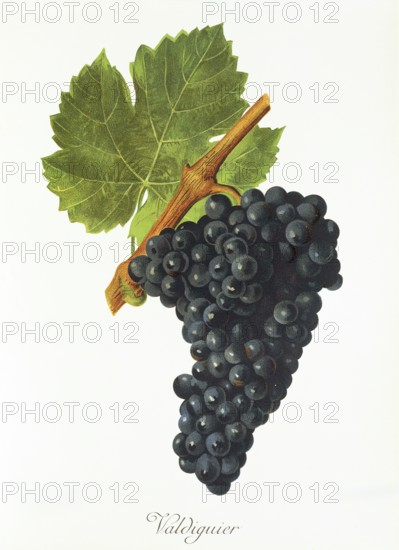 Ampelography, grape variety, oenology, viticulture, grape, grapevine, Valdiguier grape, digitally