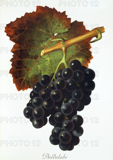 Ampelography, grape variety, oenology, viticulture, grape, grapevine, Drodelabi grape, digitally