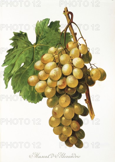 Ampelography, Grape variety, Oenology, Viticulture, Grape, Grapevine, Muscat d'Alexandrie grape,