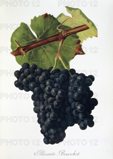 Ampelography, grape variety, oenology, viticulture, grape, grapevine, Alicante-Bouschet grape,