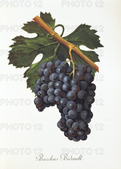 Ampelography, grape variety, oenology, viticulture, grape, grapevine, Bacchus Bidault grape,