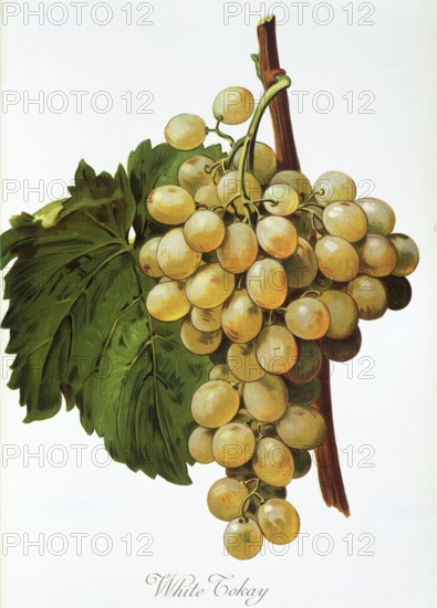 Ampelography, grape variety, oenology, viticulture, grape, grapevine, White Tokay grape, digitally