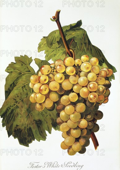 Ampelography, grape variety, oenology, viticulture, grape, grapevine, Foster's White Seedling