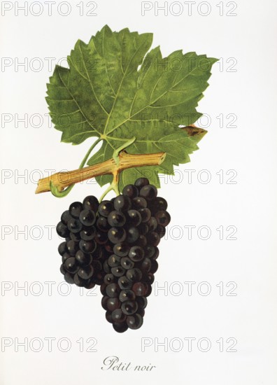 Ampelography, grape variety, oenology, viticulture, grape, grapevine, Petit Noir grape, digitally
