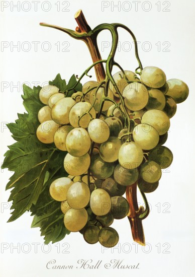Ampelography, Grape variety, Oenology, Viticulture, Grape, Grapevine, Cannon Hall Muscat grape,