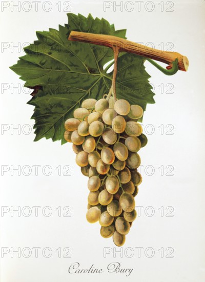 Ampelography, grape variety, oenology, viticulture, grape, grapevine, Caroline Bury grape,