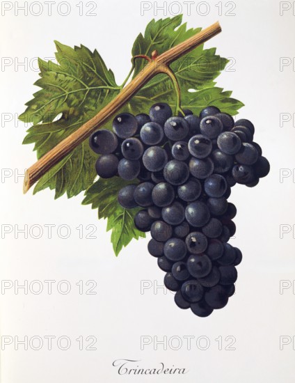Ampelography, grape variety, oenology, viticulture, grape, grapevine, Trincadeira grape, digitally