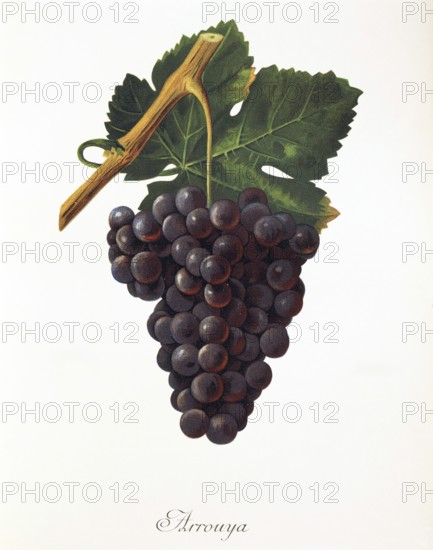 Ampelography, grape variety, oenology, viticulture, grape, grapevine, Arrouya grape, digitally