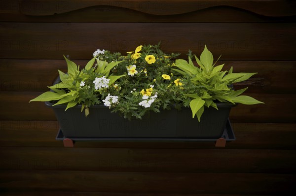 Flower box with flowers, fried egg flower (Limnanthes douglasii), garden, Stuttgart,