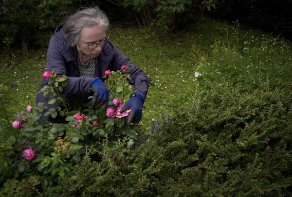 Elderly woman cutting pink roses with rose scissors, gardening, garden maintenance, garden,