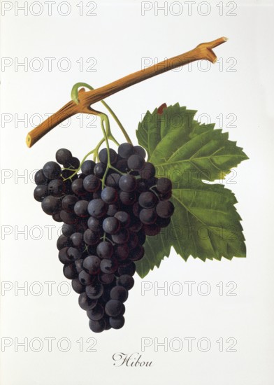 Ampelography, grape variety, oenology, viticulture, grape, grapevine, Hibou grape, digitally