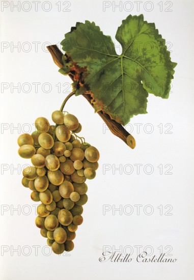Ampelography, grape variety, oenology, viticulture, grape, grapevine, Albillo Castellano grape,