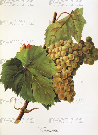 Ampelography, grape variety, oenology, viticulture, grape, grapevine, Turruntes grape, digitally