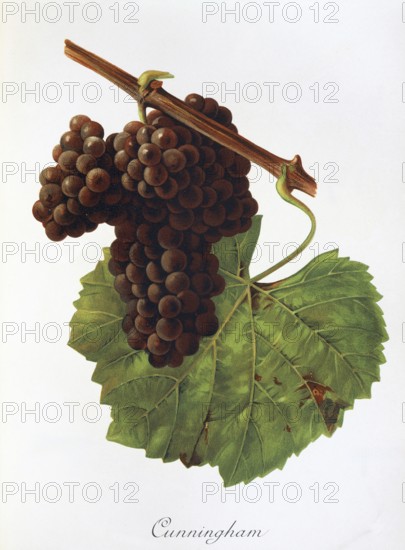 Ampelography, grape variety, oenology, viticulture, grape, grapevine, Cunningham grape, digitally