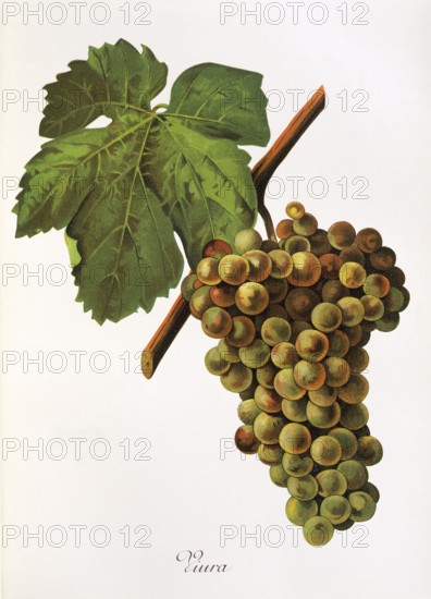 Ampelography, grape variety, oenology, viticulture, grape, grapevine, Viura grape, digitally