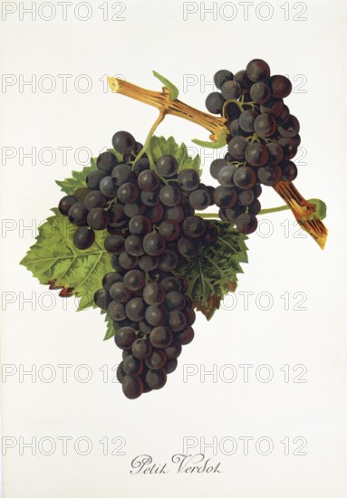Ampelography, grape variety, oenology, viticulture, grape, grapevine, Petit Verdot grape, a very