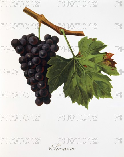Ampelography, grape variety, oenology, viticulture, grape, grapevine, Servanin grape, digitally