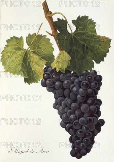 Ampelography, Grape variety, Enology, Viticulture, Grape, Grapevine, Miguel de Arco grape,