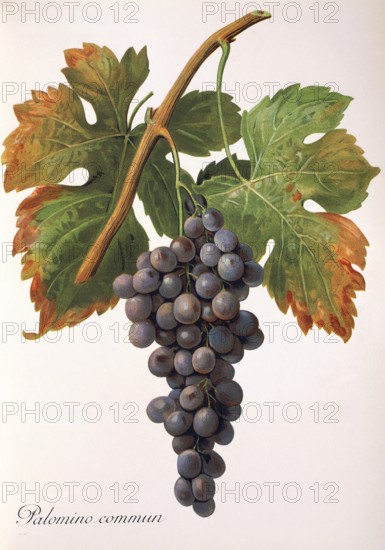 Ampelography, grape variety, oenology, viticulture, grape, grapevine, Palomino Commun grape,