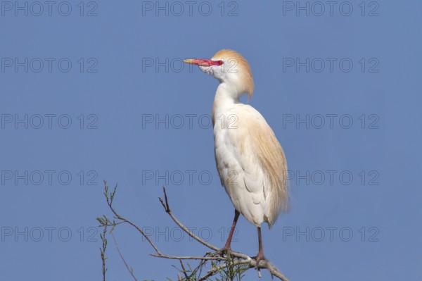 Cattle egret (Bubulcus ibis, Ardeola ibis), standing on a branch, wildlife, nature photography,