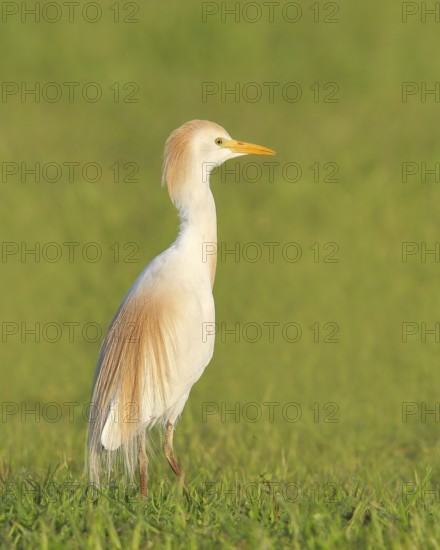 Cattle egret (Bubulcus ibis, Ardeola ibis), standing in meadow, wildlife, nature photography,