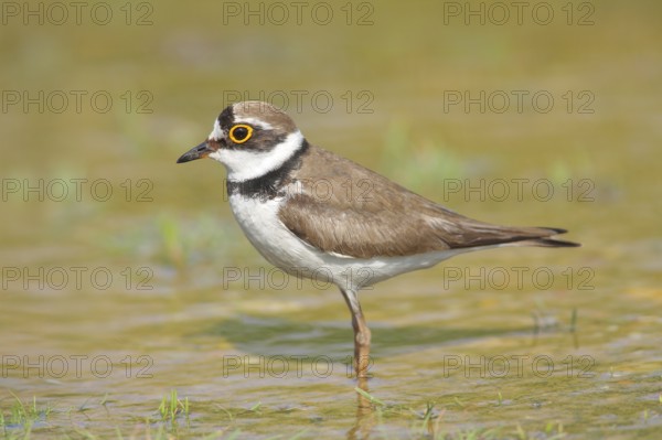 Little Ringed Plover (Charadrius dubius), standing in the water, wildlife, nature photography,