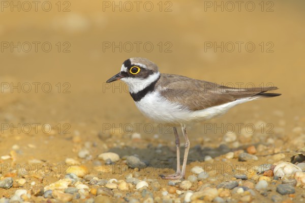 Little Ringed Plover (Charadrius dubius), standing on sandy ground, wildlife, nature photography,