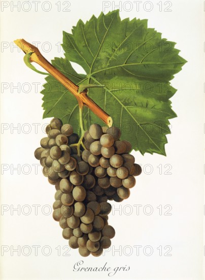 Ampelography, grape variety, oenology, viticulture, grape, grapevine, Grenache Gris grape,