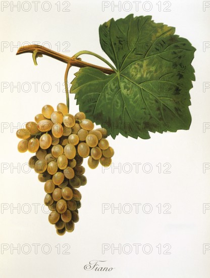Ampelography, grape variety, oenology, viticulture, grape, grapevine, Catarratto grape, white grape