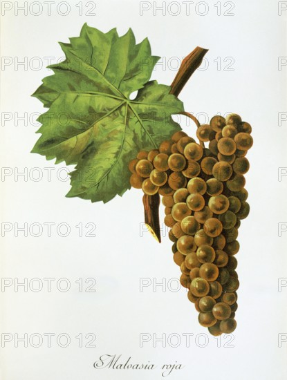 Ampelography, grape variety, oenology, viticulture, grape, grapevine, Malvasia grape, white