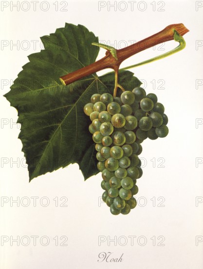 Ampelography, grape variety, oenology, viticulture, grape, grapevine, Noah grape, digitally