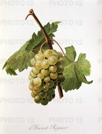 Ampelography, Grape variety, Oenology, Viticulture, Grape, Grapevine, Muscat Regnier grape,