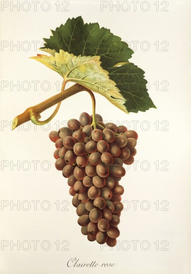 Ampelography, grape variety, oenology, viticulture, grape, grapevine, Clairette Rose grape,