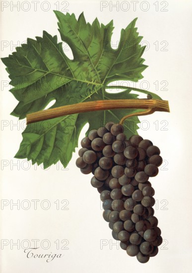 Ampelography, grape variety, oenology, viticulture, grape, grapevine, Touriga grape, digitally