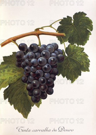 Ampelography, grape variety, oenology, viticulture, grape, grapevine, Tinta Carvalha du Douro