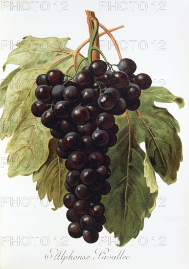 Ampelography, grape variety, oenology, viticulture, grape, grapevine, Alphonse Lavallee grape,