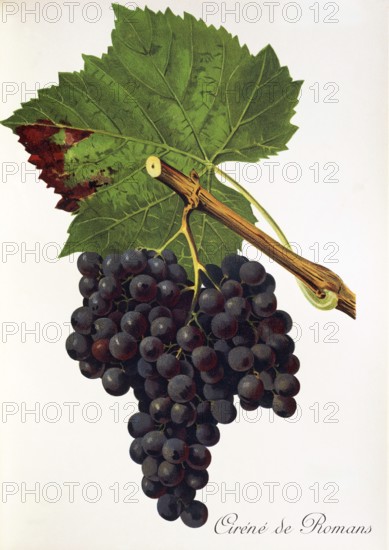 Ampelography, grape variety, oenology, viticulture, grape, grapevine, Cirene de Romans grape,