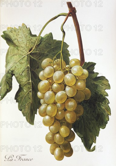 Ampelography, grape variety, oenology, viticulture, grape, grapevine, La France grape, digitally