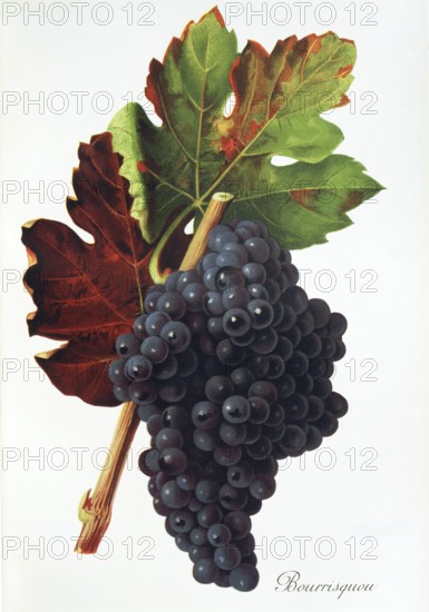 Ampelography, grape variety, oenology, viticulture, grape, grapevine, Bourrisquou grape, digitally
