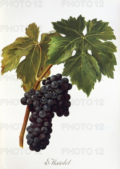 Ampelography, grape variety, oenology, viticulture, grape, grapevine, Maiolet grape, digitally