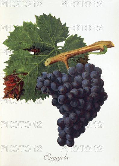 Ampelography, grape variety, oenology, viticulture, grape, grapevine, Cargajola grape, digitally