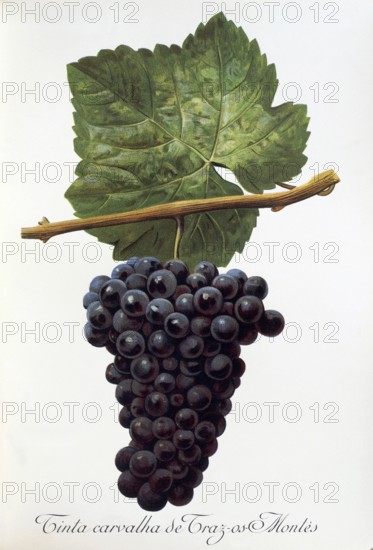 Ampelography, grape variety, oenology, viticulture, grape, grapevine, Tinta Carvalha de