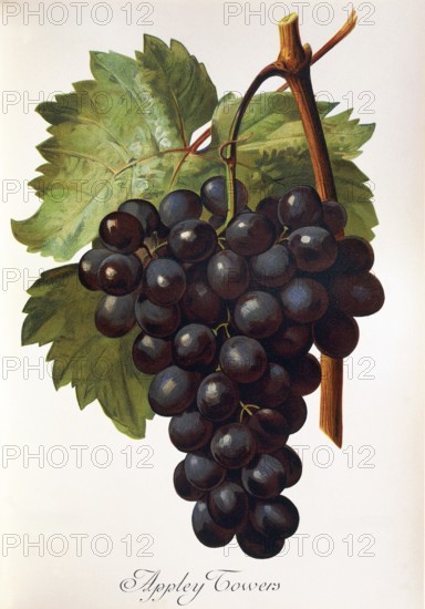 Ampelography, grape variety, oenology, viticulture, grape, grapevine, Appley Towers grape,