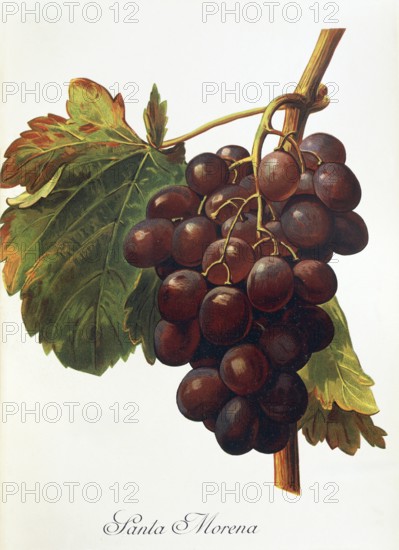 Ampelography, grape variety, oenology, viticulture, grape, grapevine, Santa Morena grape, digitally