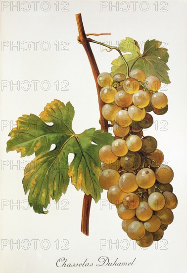 Ampelography, grape variety, oenology, viticulture, grape, grapevine, Chasselas Duhamel grape,