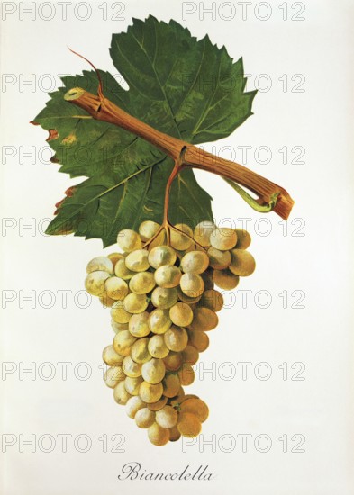 Ampelography, grape variety, oenology, viticulture, grape, grapevine, Biancolella grape, digitally