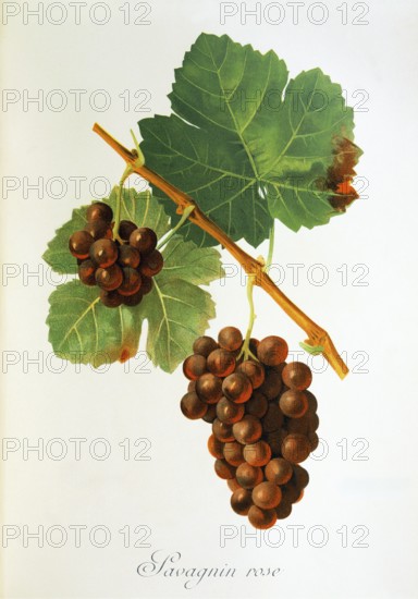 Ampelography, grape variety, oenology, viticulture, grape, grapevine, Savagnin Rose grape,